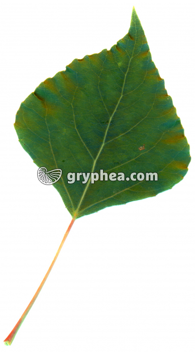 Peuplier noir d'Italie - Feuille (Populus nigra var. italica) - gryphea.org